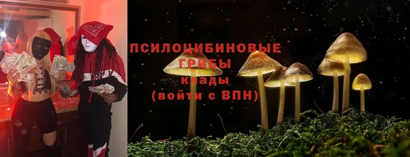 даркнет сайт  Новосибирск  Псилоцибиновые грибы Psilocybine cubensis 